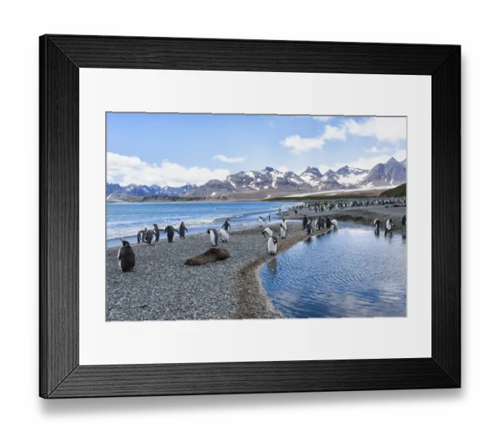 Framed Print : Southern Ocean, South Georgia, Salisbury Plain. Portrait of the beach at Salisbury Plain Framed Print : Southern Ocean, South Georgia, Salisbury Plain. Portrait of the beach at Salisbury Plain