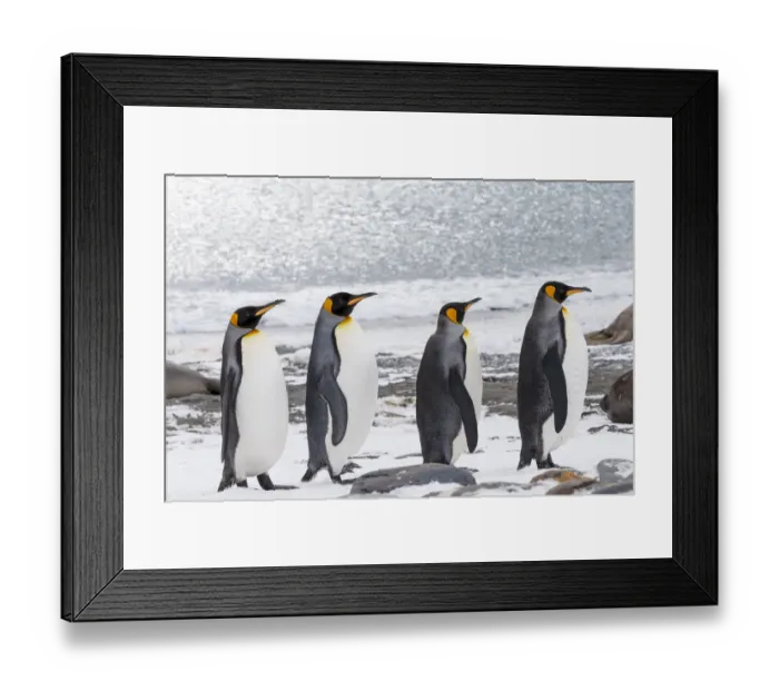 Framed Print : Southern Ocean, South Georgia, Salisbury Plain. Four adult king penguins line up in a row Framed Print : Southern Ocean, South Georgia, Salisbury Plain. Four adult king penguins line up in a row