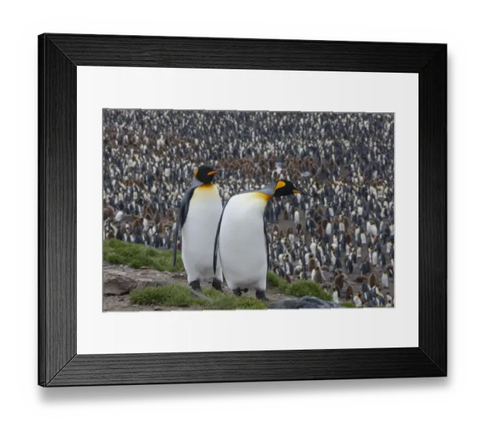 Framed Print : Southern Ocean, South Georgia, St. Andrews Bay. Two adults stand together