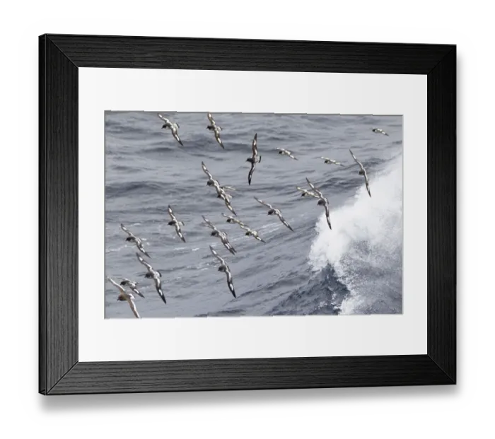 Framed Print : Southern Ocean, South Georgia, cape petrel or pintado, Daption capense Framed Print : Southern Ocean, South Georgia, cape petrel or pintado, Daption capense