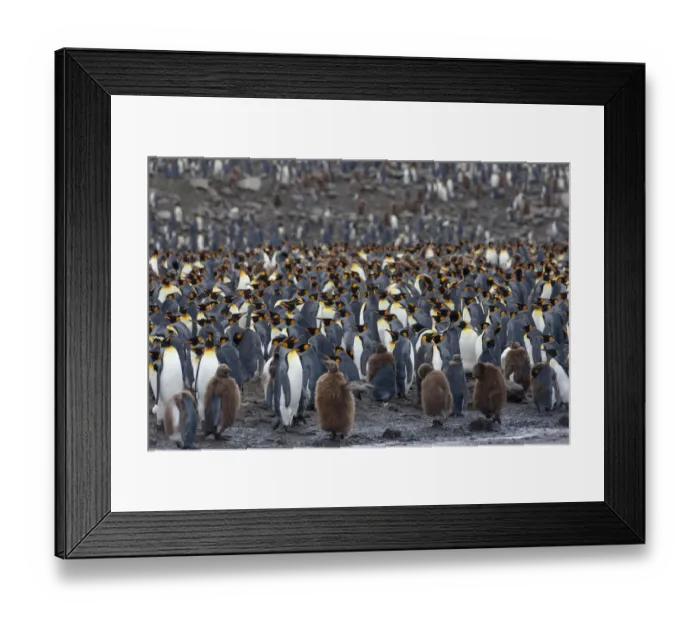Framed Print : Southern Ocean, South Georgia, St. Andrews Bay. The rookery is crowded with adults Framed Print : Southern Ocean, South Georgia, St. Andrews Bay. The rookery is crowded with adults