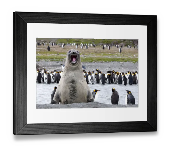 Framed Print : Southern Ocean, South Georgia, southern elephant seal. An elephant seal bull bellows