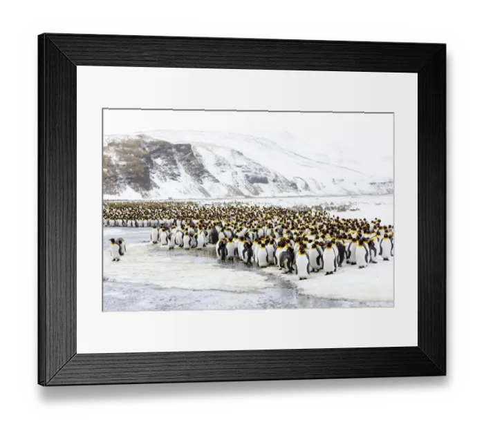 Framed Print : Southern Ocean, South Georgia, Salisbury Plain. Non breeding adults congregate on the icy Framed Print : Southern Ocean, South Georgia, Salisbury Plain. Non breeding adults congregate on the icy