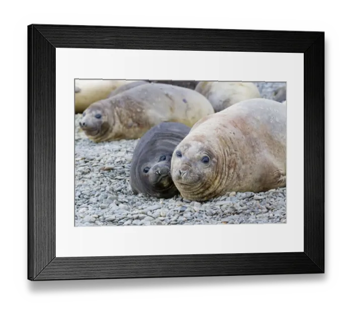 Framed Print : Southern Ocean, South Georgia. A female elephant seal and her pup lie together Framed Print : Southern Ocean, South Georgia. A female elephant seal and her pup lie together