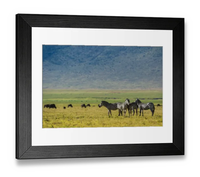 Framed Print : Plains zebras (Equus quagga), Ngorongoro crater, Ngorongoro Conservation Area, Serengeti Framed Print : Plains zebras (Equus quagga), Ngorongoro crater, Ngorongoro Conservation Area, Serengeti