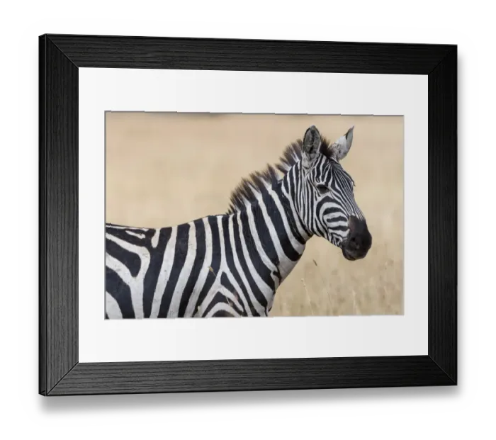Framed Print : Plains zebra (Equus quagga), Seronera, Serengeti National Park, Tanzania