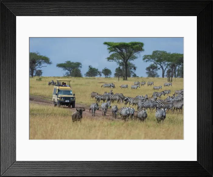 Framed Print : Plains zebras (Equus quagga), Seronera, Serengeti National Park, Tanzania Framed Print : Plains zebras (Equus quagga), Seronera, Serengeti National Park, Tanzania