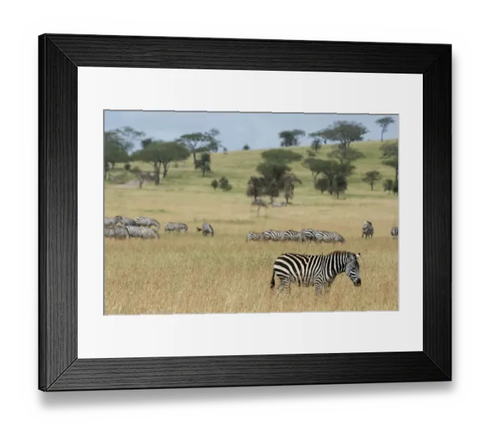 Framed Print : Plains zebras (Equus quagga), Seronera, Serengeti National Park, Tanzania Framed Print : Plains zebras (Equus quagga), Seronera, Serengeti National Park, Tanzania