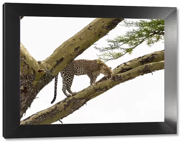 Leopard (Panthera pardus) on a tree, Seronera, Serengeti National Park, Tanzania