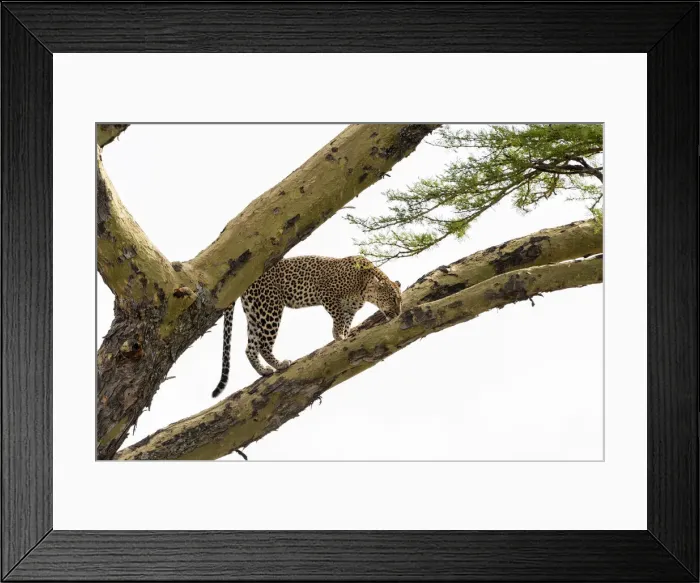 Framed Print : Leopard (Panthera pardus) on a tree, Seronera, Serengeti National Park, Tanzania Framed Print : Leopard (Panthera pardus) on a tree, Seronera, Serengeti National Park, Tanzania