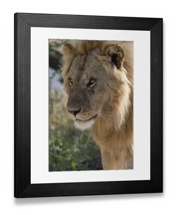 Framed Print : Lion (Panthera leo), Ndutu, Ngorongoro Conservation Area, Serengeti, Tanzania