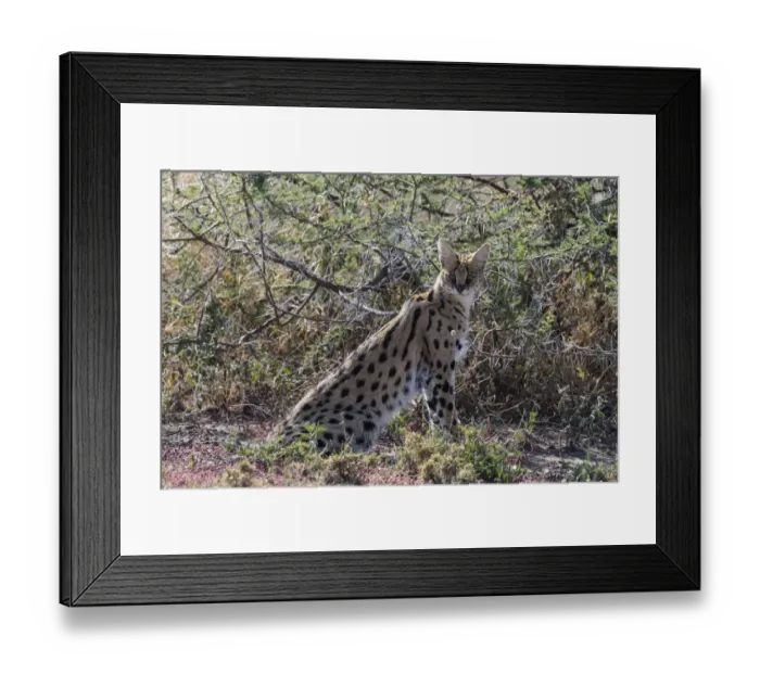 Framed Print : Serval (Leptailurus serval), Ndutu, Ngorongoro Conservation Area, Serengeti, Tanzania Framed Print : Serval (Leptailurus serval), Ndutu, Ngorongoro Conservation Area, Serengeti, Tanzania