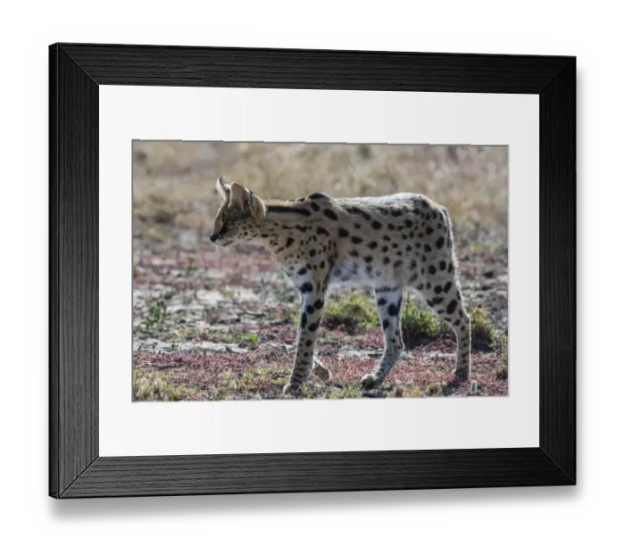Framed Print : Serval (Leptailurus serval), Ndutu, Ngorongoro Conservation Area, Serengeti, Tanzania Framed Print : Serval (Leptailurus serval), Ndutu, Ngorongoro Conservation Area, Serengeti, Tanzania