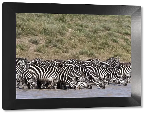 A herd of plains zebras, Equus quagga, drinking at Hidden Valley lake, Ndutu