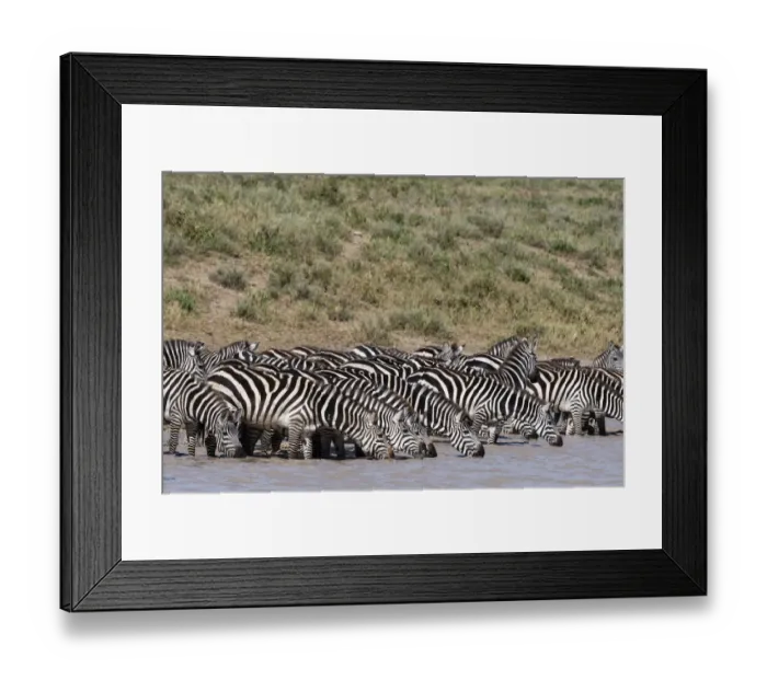 Framed Print : A herd of plains zebras, Equus quagga, drinking at Hidden Valley lake, Ndutu Framed Print : A herd of plains zebras, Equus quagga, drinking at Hidden Valley lake, Ndutu