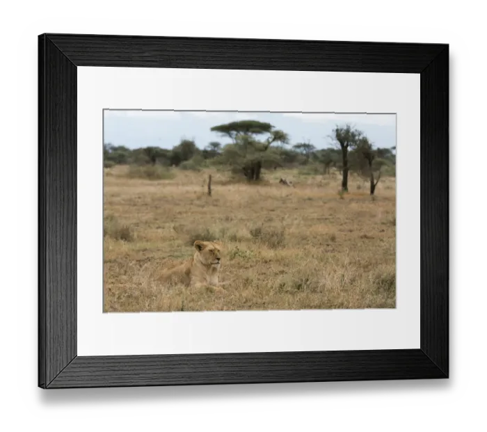 Framed Print : Lion (Panthera leo), Ndutu, Ngorongoro Conservation Area, Serengeti, Tanzania Framed Print : Lion (Panthera leo), Ndutu, Ngorongoro Conservation Area, Serengeti, Tanzania