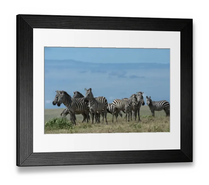 Framed Print : Plains zebras (Equus quagga), Ndutu, Ngorongoro Conservation Area, Serengeti, Tanzania Framed Print : Plains zebras (Equus quagga), Ndutu, Ngorongoro Conservation Area, Serengeti, Tanzania