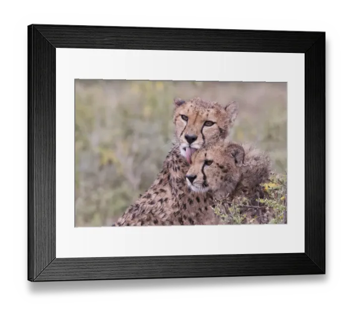 Framed Print : Cheetah cubs bonding, while waiting the call for dinner. Serengeti. Tanzania. Africa Framed Print : Cheetah cubs bonding, while waiting the call for dinner. Serengeti. Tanzania. Africa