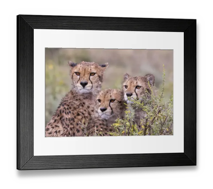 Framed Print : Cheetah cubs trying to hide behind bush. but too curious to stay in hiding. Serengeti Framed Print : Cheetah cubs trying to hide behind bush. but too curious to stay in hiding. Serengeti
