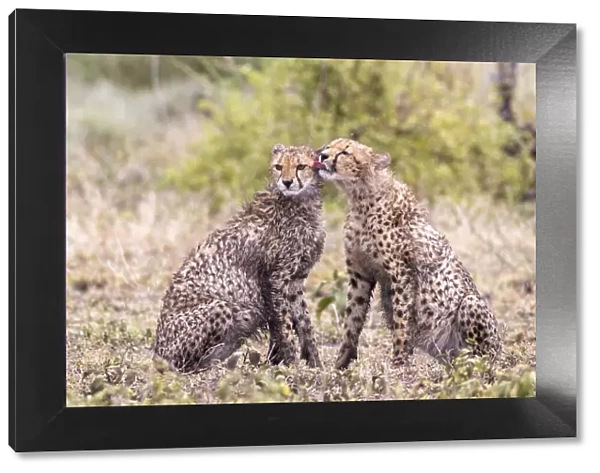Cheetah cubs bonding. Serengeti National Park. Tanzania. Africa