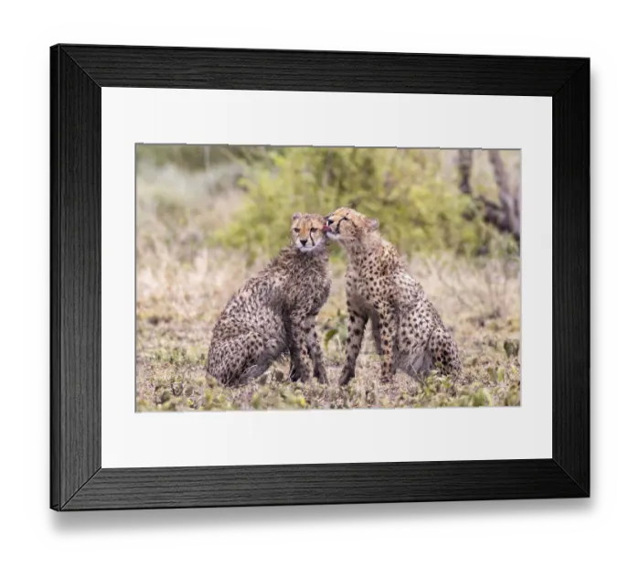 Framed Print : Cheetah cubs bonding. Serengeti National Park. Tanzania. Africa