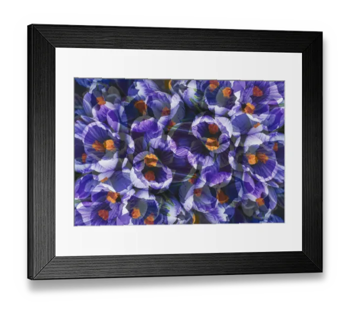 Framed Print : Crocus photo montage Framed Print : Crocus photo montage