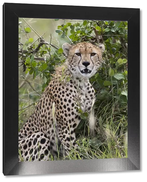 Cheetah (Acinonyx jubatus), Tsavo, Kenya