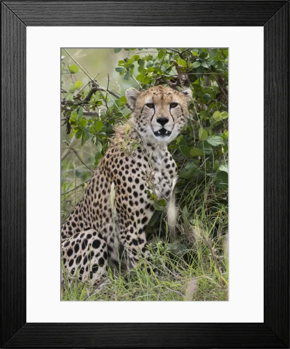 Framed Print : Cheetah (Acinonyx jubatus), Tsavo, Kenya Framed Print : Cheetah (Acinonyx jubatus), Tsavo, Kenya