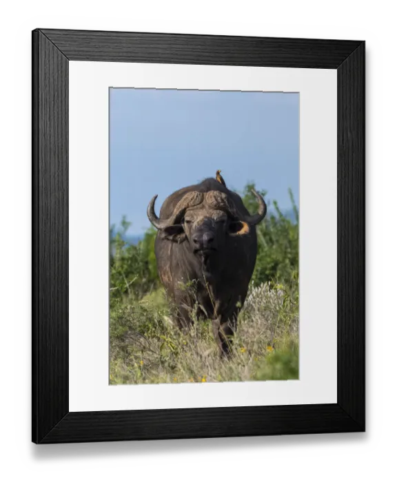 Framed Print : Yellow-billed oxpecker (Buphagus africanus) on a Cape buffalo (Syncerus caffer), Tsavo