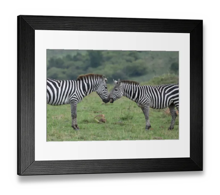 Framed Print : Africa, Kenya, Serengeti, Msai Mara. Plains zebra aka common or Burchells zebra Framed Print : Africa, Kenya, Serengeti, Msai Mara. Plains zebra aka common or Burchells zebra