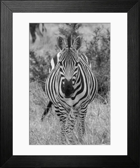 Framed Print : Africa, Kenya, Serengeti Plains, Msai Mara. Plains zebra aka Burchells zebra