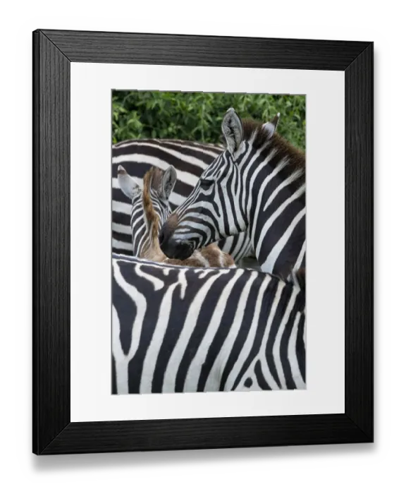 Framed Print : Africa, Kenya, Serengeti Plains, Msai Mara. Plains zebra aka common or Burchell Framed Print : Africa, Kenya, Serengeti Plains, Msai Mara. Plains zebra aka common or Burchell