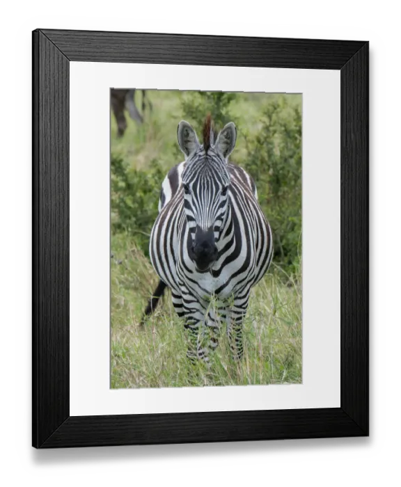 Framed Print : Africa, Kenya, Northern Serengeti Plains, Msai Mara. Plains zebra aka Burchell