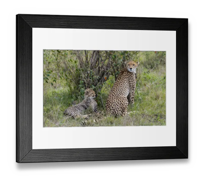 Framed Print : Africa, Kenya, Serengeti, Msai Mara. Female cheetah with cubs, endangered species Framed Print : Africa, Kenya, Serengeti, Msai Mara. Female cheetah with cubs, endangered species