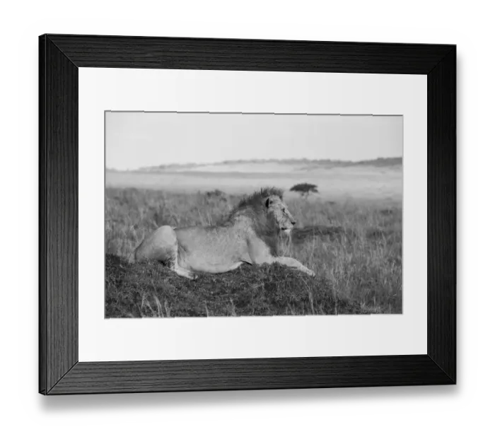 Framed Print : Africa, Kenya, Serengeti, Msai Mara. Young male lion in typical Serengeti plains Framed Print : Africa, Kenya, Serengeti, Msai Mara. Young male lion in typical Serengeti plains