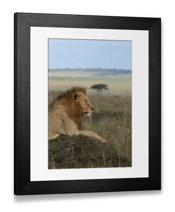 Framed Print : Africa, Kenya, Serengeti Plains, Msai Mara. Young male lion in typical Serengeti Framed Print : Africa, Kenya, Serengeti Plains, Msai Mara. Young male lion in typical Serengeti
