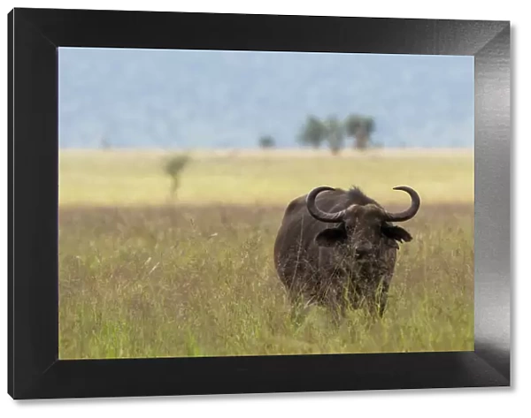 African buffalo (Syncerus caffer), Tsavo, Kenya