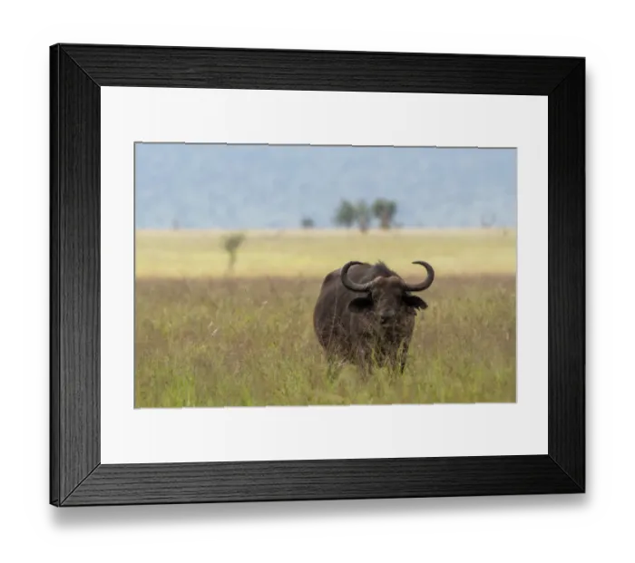 Framed Print : African buffalo (Syncerus caffer), Tsavo, Kenya