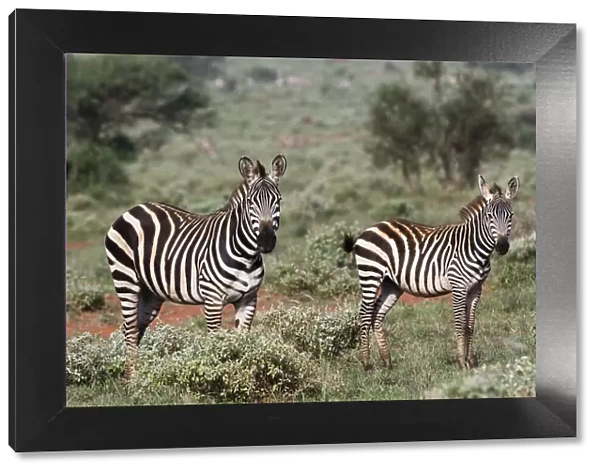 Plains zebra, Equus quagga, Tsavo, Kenya