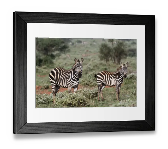 Framed Print : Plains zebra, Equus quagga, Tsavo, Kenya