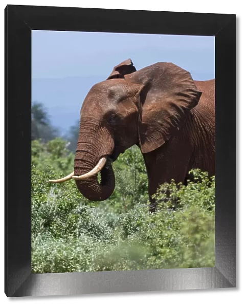 African elephant, Loxodonta africana, Tsavo, Kenya