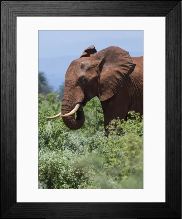 Framed Print : African elephant, Loxodonta africana, Tsavo, Kenya