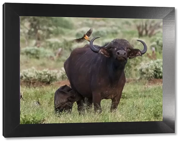 African buffalo (Syncerus caffer) and its calf, Tsavo, Kenya