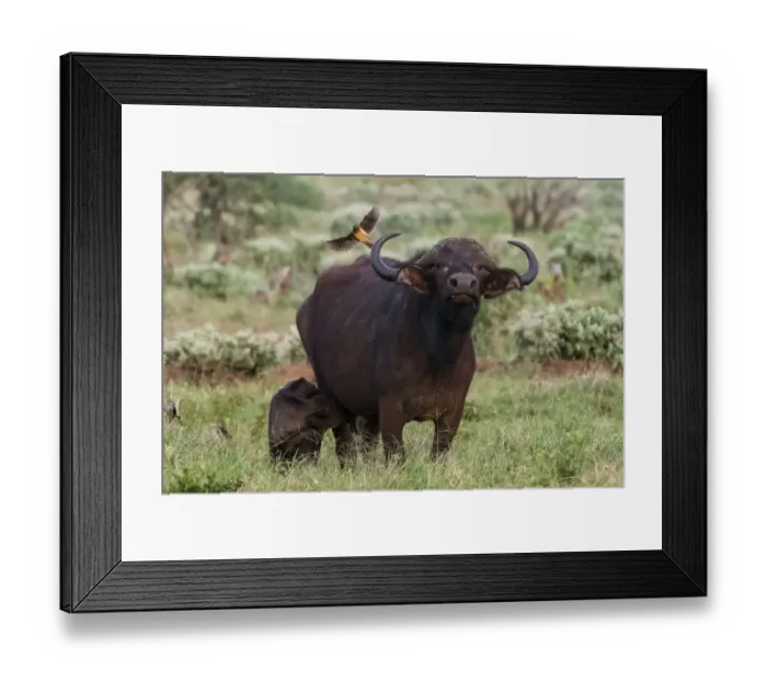 Framed Print : African buffalo (Syncerus caffer) and its calf, Tsavo, Kenya Framed Print : African buffalo (Syncerus caffer) and its calf, Tsavo, Kenya