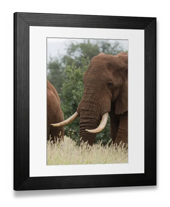 Framed Print : African elephant, Loxodonta africana, Tsavo, Kenya Framed Print : African elephant, Loxodonta africana, Tsavo, Kenya