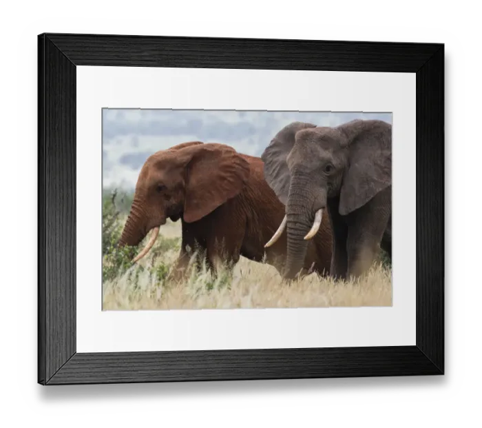 Framed Print : Two African elephants, Loxodonta africana, one of them red for the color of the Tsavo Framed Print : Two African elephants, Loxodonta africana, one of them red for the color of the Tsavo