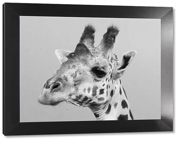 Portrait of a giraffe, Giraffa camelopardalis, Tsavo, Kenya