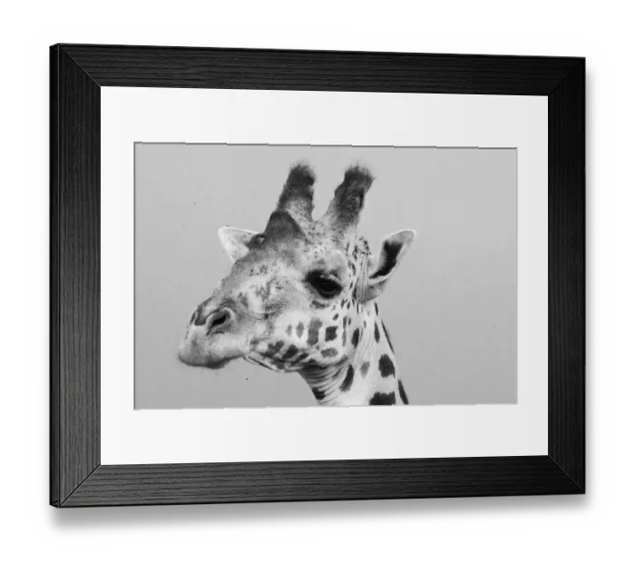 Framed Print : Portrait of a giraffe, Giraffa camelopardalis, Tsavo, Kenya
