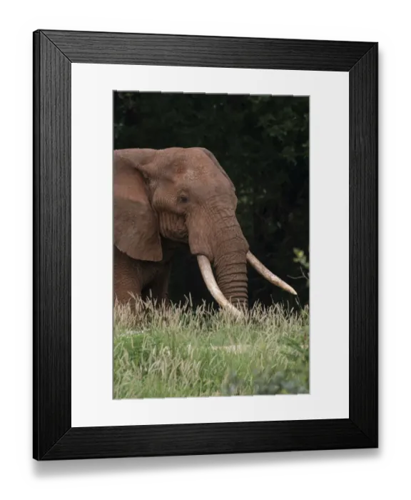 Framed Print : An African elephant, Loxodonta africana, with long tusks, walking in a forest, Tsavo Framed Print : An African elephant, Loxodonta africana, with long tusks, walking in a forest, Tsavo