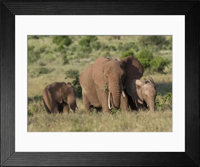 Framed Print : A female African elephant (Loxodonta africana) and calves, Lualenyi, Tsavo, Kenya Framed Print : A female African elephant (Loxodonta africana) and calves, Lualenyi, Tsavo, Kenya
